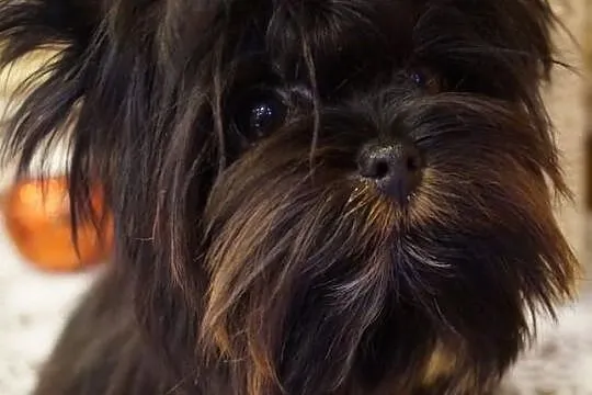 York Yorki Yoreczki Suczka z Rodowodem Polecam