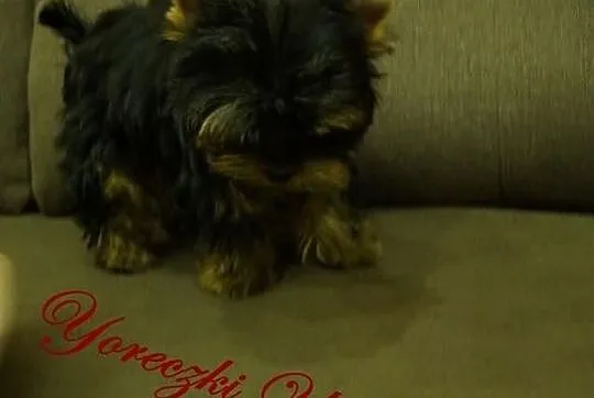 York Yorki Yoreczki Suczka z Rodowodem Polecam