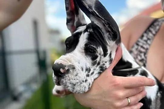 Dog niemiecki FCI samiec arlekin. Gotowy do zmiany domu, Wielkopolskie, Gronówko