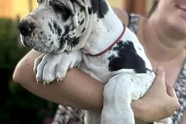 Dog niemiecki FCI samiec arlekin. Gotowy do zmiany domu, Wielkopolskie, Gronówko