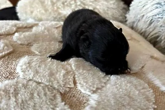 Szpic miniaturowy pomeranian boy, Śląskie, Taciszów