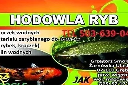 Ryby narybek rośliny pokarmy, Mazowieckie, Grębków