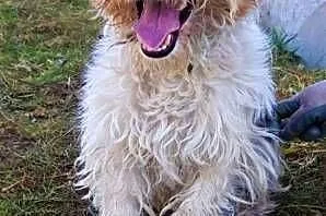 FOKSIO - zaniedbany foxterrier w schronisku, błaga o dom!,  mazowieckie Warszawa, Mazowieckie, Warszawa
