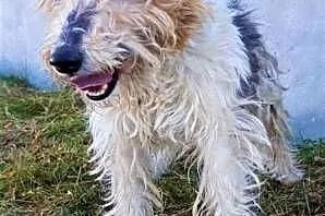 FOKSIO - zaniedbany foxterrier w schronisku, błaga o dom!,  mazowieckie Warszawa, Mazowieckie, Warszawa