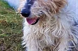 FOKSIO - zaniedbany foxterrier w schronisku, błaga o dom!,  mazowieckie Warszawa, Mazowieckie, Warszawa