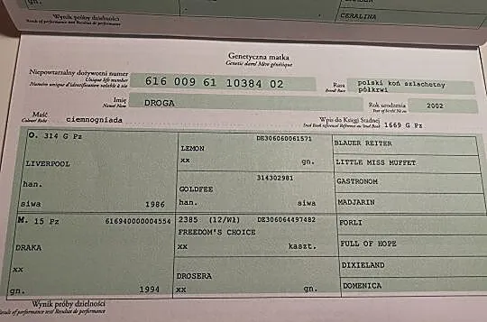 3 letni wałach do skoków, zajeżdżony., , 