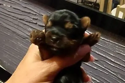 Yorkshire terrier