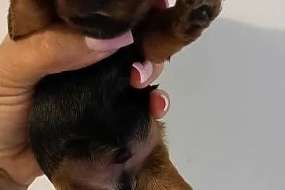 Yorkshire terrier, Śląskie, Mochała