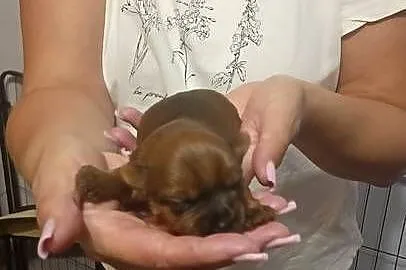 Yorkshire terrier, Śląskie, Mochała