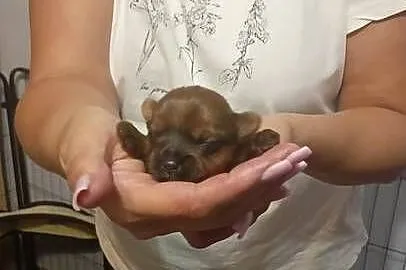 Yorkshire terrier, Śląskie, Mochała