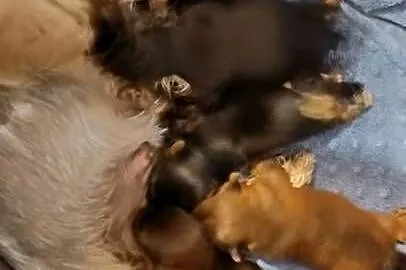 Yorkshire terrier, Śląskie, Mochała