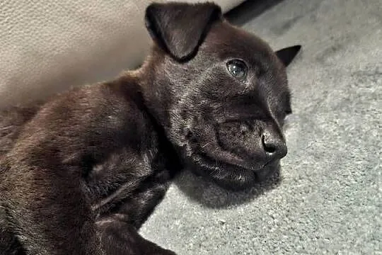 Szczeniak cane corso