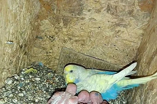 Sprzedam papugi faliste, Wielkopolskie, Pleszew