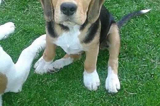 3-miesięczna sunia beagle,  śląskie Racibórz