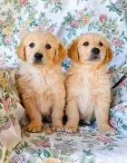 Most beautiful and outstanding Golden Retriever puppies ready to make a new family awe