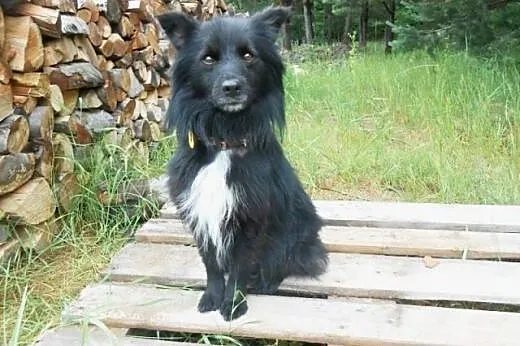 POMPON- kudłaty, MŁODY, CUDNY CHARAKTER, porzucony