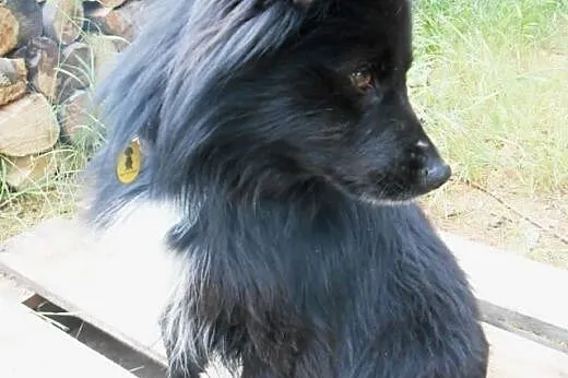 POMPON- kudłaty, MŁODY, CUDNY CHARAKTER, porzucony