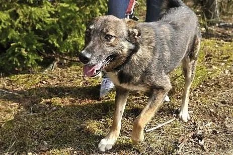 Wesoły Brutus szuka wspaniałego domu,  mazowieckie
