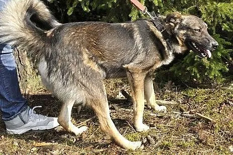 Wesoły Brutus szuka wspaniałego domu,  mazowieckie