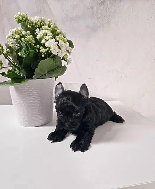 Yorkshire Terrier CZARNY Diabełek i Diablica :), Małopolskie, Niepołomice