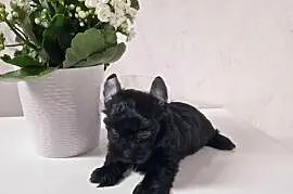 Yorkshire Terrier CZARNY Diabełek i Diablica :)