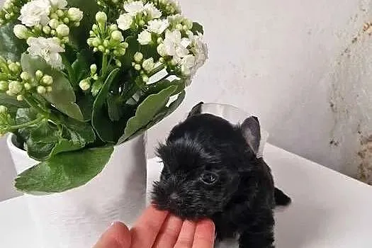 Yorkshire Terrier CZARNY Diabełek i Diablica :), Małopolskie, Niepołomice