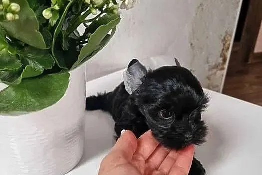 Yorkshire Terrier CZARNY Diabełek i Diablica :), Małopolskie, Niepołomice