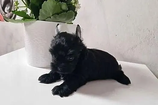 Yorkshire Terrier CZARNY Diabełek i Diablica :), Małopolskie, Niepołomice