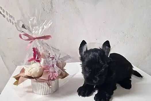 Yorkshire Terrier CZARNY Diabełek i Diablica :), Małopolskie, Niepołomice