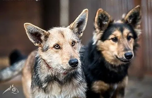 Gucio i Chałka szukają swojego człowieka! Adoptuj,