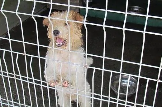 Tako - terierkowate cudo do adopcji,  dolnośląskie Wrocław