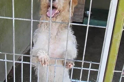 Tako - terierkowate cudo do adopcji,  dolnośląskie