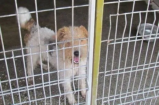 Tako - terierkowate cudo do adopcji,  dolnośląskie