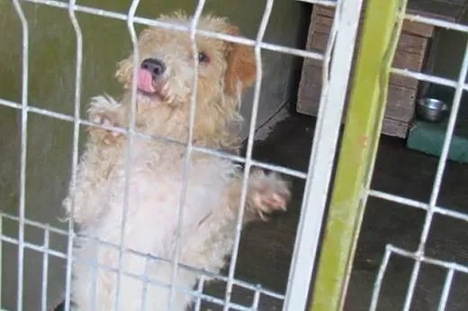Tako - terierkowate cudo do adopcji,  dolnośląskie