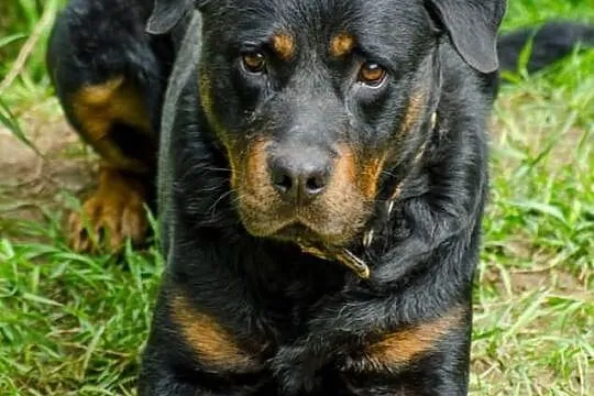 Szymek – kochany rottweiler do adopcji