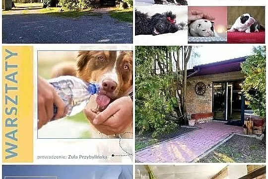 Szkolenie GŁÓWKOWE dla GROOMERÓW pod W-wą!, Mazowieckie, Duży Dół
