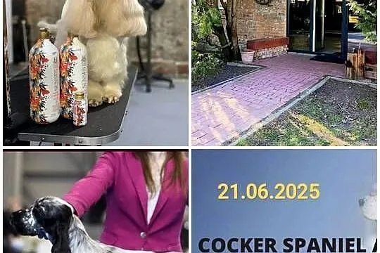 Szkolenie GŁÓWKOWE dla GROOMERÓW pod W-wą!, Mazowieckie, Duży Dół