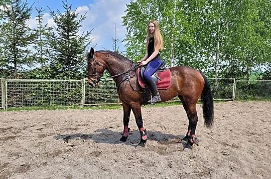 Sprzedam klacz do sportu, , Staroźreby