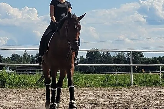 Sprzedam klacz do sportu, , Staroźreby