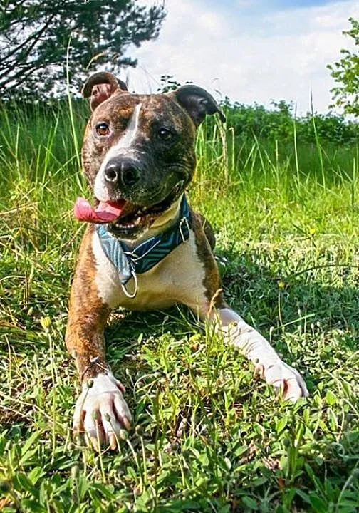 Farciarz młody, energiczny amstaff szuka domu, Ku