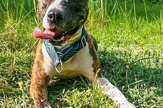 Farciarz młody, energiczny amstaff szuka domu,  Ku