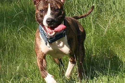 Farciarz młody, energiczny amstaff szuka domu,  Ku