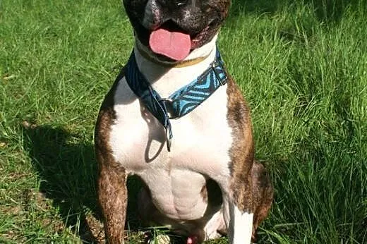 Farciarz młody, energiczny amstaff szuka domu,  Ku
