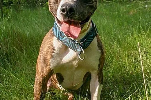 Farciarz młody, energiczny amstaff szuka domu,  Ku