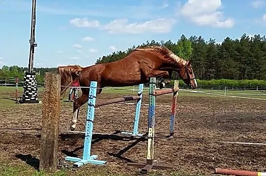Wydzierżawię klacz sportową, , Serock