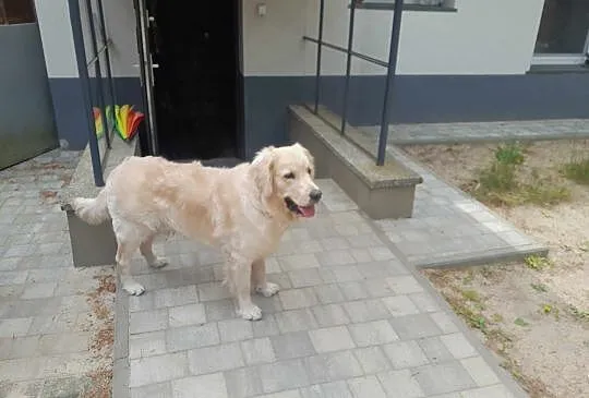 Z hodowli, rasowy Golden Retriver, urodzony 02.07.2023 roku, kremowy, zdrowy., Łódzkie, Rosanów