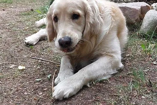 Z hodowli, rasowy Golden Retriver, urodzony 02.07.2023 roku, kremowy, zdrowy., Łódzkie, Rosanów