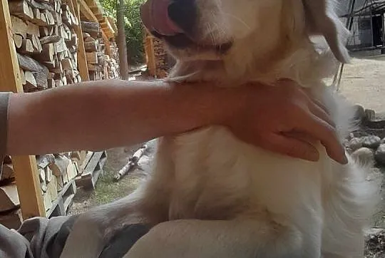 Z hodowli, rasowy Golden Retriver, urodzony 02.07.2023 roku, kremowy, zdrowy., Łódzkie, Rosanów