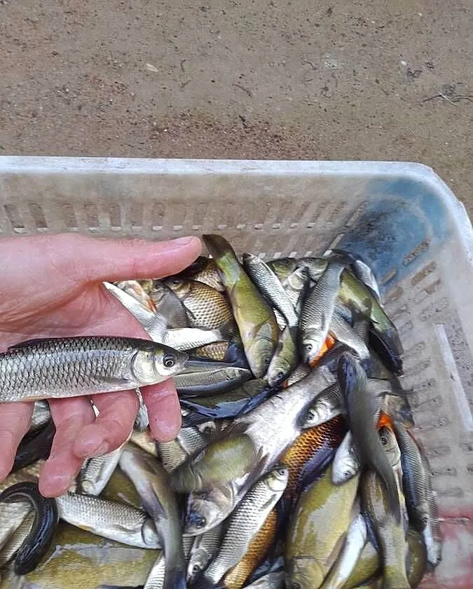 Ryby narybek Płoć wzdręga lin okoń Amur Karaś kolorowy Jesiotr Szczupak, Wielkopolskie, Kleczew