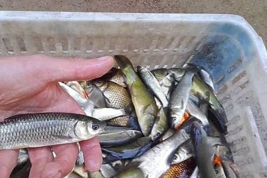 Ryby narybek Płoć wzdręga lin okoń Amur Karaś kolorowy Jesiotr Szczupak, Wielkopolskie, Kleczew